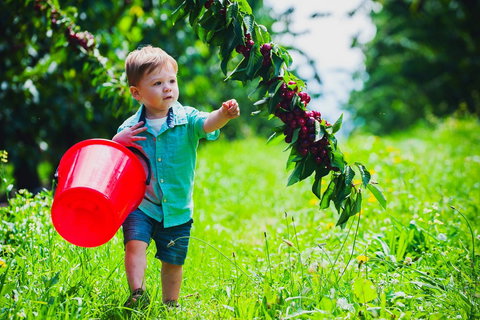 Cherryhill Orchards - Sydneys Hotel 2