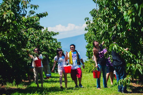 Cherryhill Orchards - Sydneys Hotel 4