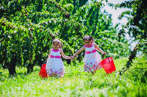 Cherryhill Orchards - Sydneys Hotel 6