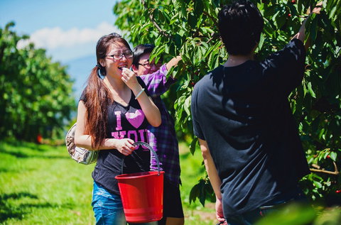 Cherryhill Orchards - Sydneys Hotel 9