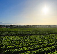 GREENSTONE VINEYARDS - Sydneys Hotel