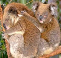 Shoalhaven Zoo - Sydneys Hotel