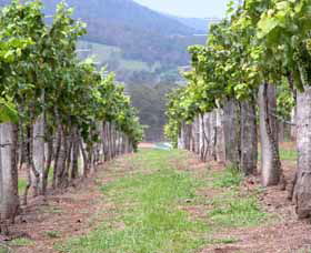 Villa D Esta Vineyard - Sydneys Hotel 1