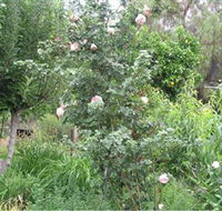 Tombstone Estate Vineyard - Sydneys Hotel