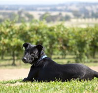 Moothi Estate Vineyard and Cellar Door - Sydneys Hotel