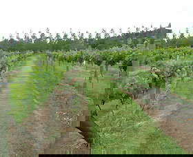 Lake George Winery - Sydneys Hotel 1