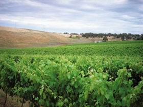 Uleybury Wines - Sydneys Hotel 2