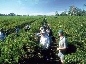 Padthaway Estate Winery - Sydneys Hotel 1