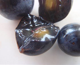 Cannibal Creek Vineyard - Sydneys Hotel 5