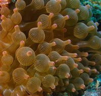 Coral Gardens Dive Site Mooloolaba - Sydneys Hotel
