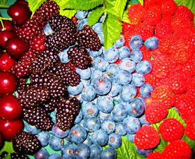Blue Hills Berries & Cherries - Sydneys Hotel 2
