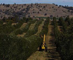 Rylstone Olive Press - Sydneys Hotel 2