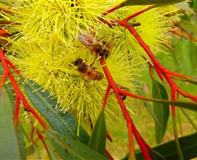Ungulla Country Garden - Sydneys Hotel 6