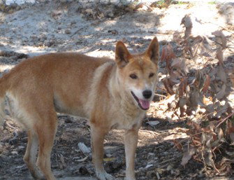 Cohunu Koala Park - Sydneys Hotel 0