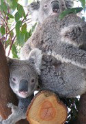 Cohunu Koala Park - Sydneys Hotel 1