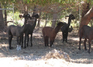 Cohunu Koala Park - Sydneys Hotel 2