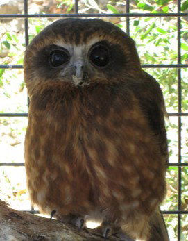 Cohunu Koala Park - Sydneys Hotel 3