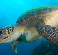 Byron Bay Dive Centre - Sydneys Hotel