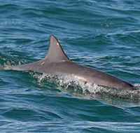 Byron Bay Dolphin Wildlife Tours - Sydneys Hotel