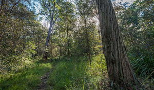 Wallumatta Nature Reserve
