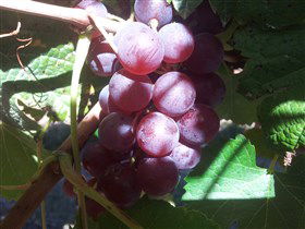 Top Note Vineyard - Sydneys Hotel 1