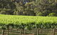 Top Note Vineyard - thumb 2