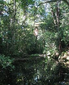 Wabunga Wayemba (Charmillan Creek Walking Track) - Sydneys Hotel 0