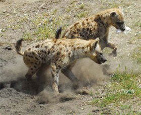 Altina Wildlife Park - Sydneys Hotel 0