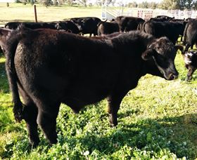 Ochre Arch Farm - Sydneys Hotel 2