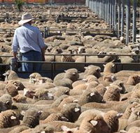 Livestock Marketing Centre - Sydneys Hotel