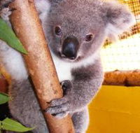 Cooberrie Park Wildlife Sanctuary - Sydneys Hotel