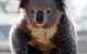 Koalas In Gunnedah - thumb 0