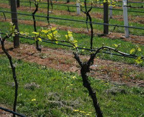 Beechworth Wine Estates - Sydneys Hotel 2
