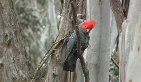 Kanangra-Boyd Lookout - Sydneys Hotel 1