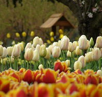 Tulip Top Gardens - Sydneys Hotel