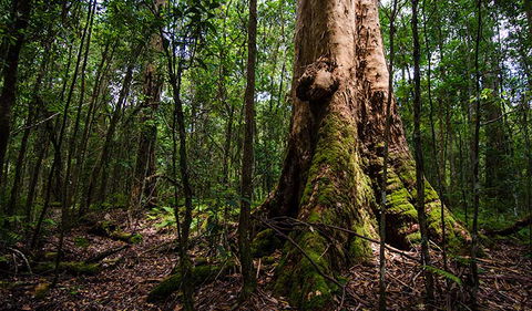 Rocky Crossing Walk - Sydneys Hotel 1