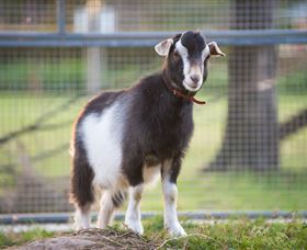 Amazement Farm And Fun Park / Cafe And Farmstay Accommodation - Sydneys Hotel 3