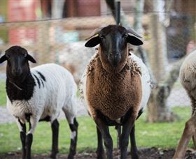 Amazement Farm And Fun Park / Cafe And Farmstay Accommodation - Sydneys Hotel 4