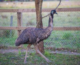 Amazement Farm And Fun Park / Cafe And Farmstay Accommodation - Sydneys Hotel 6