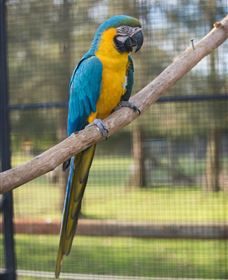Amazement Farm And Fun Park / Cafe And Farmstay Accommodation - Sydneys Hotel 8
