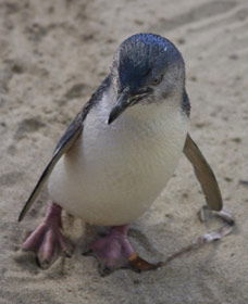 Penguin Island Boardwalks And Walk Trail - Sydneys Hotel 0