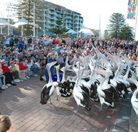 Pelican Feeding - Sydneys Hotel