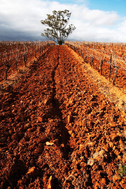 Tyrrells Vineyards - Sydneys Hotel 3