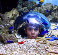 Sea Life Sunshine Coast - Sydneys Hotel