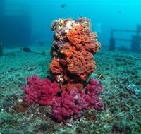 HMAS Brisbane Dive Site - Sydneys Hotel