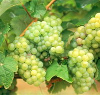 Red Tail Wines