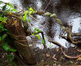 Mogo Bushwalk - Sydneys Hotel 0