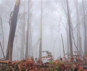 Mogo Bushwalk - Sydneys Hotel 1