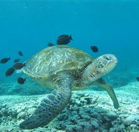 Flinders Reef Dive Site - Sydneys Hotel