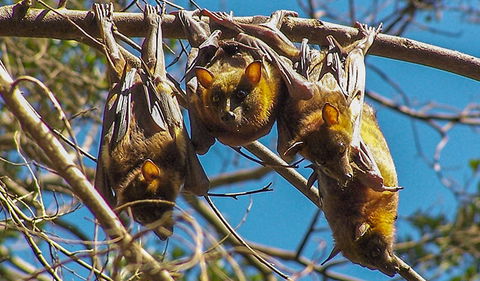Wingham Brush Nature Reserve - Sydneys Hotel 2